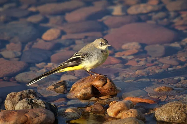 Gray wagtail on the Angara River