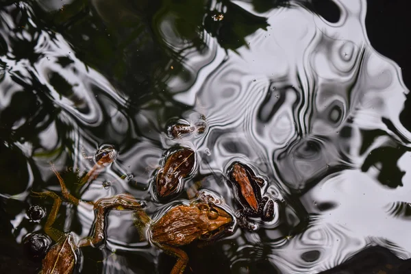 Three dark frogs swimm on the water top