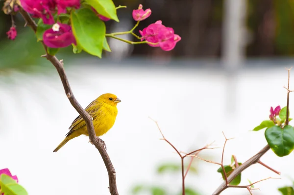 Yellow bird on tree branch with thorns and pink flowers.