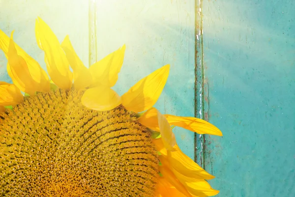 Beautiful sunflowers on an old blue painted  wooden table