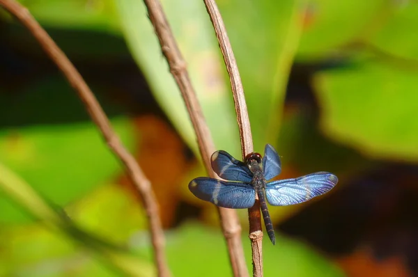 Opening blue wings