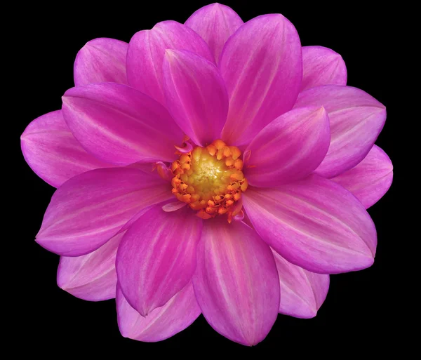 Pink  flower garden, black isolated background with clipping path..  Closeup.