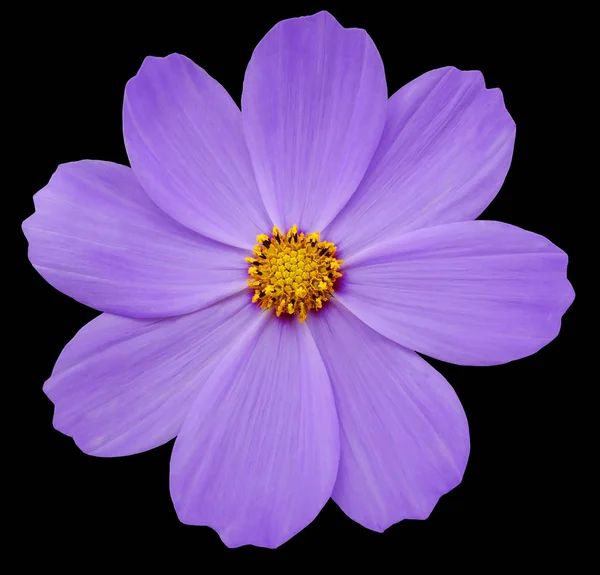 Purple flower Primula.  the black isolated background with clipping path. Closeup.  no shadows. yellow center. Nature.