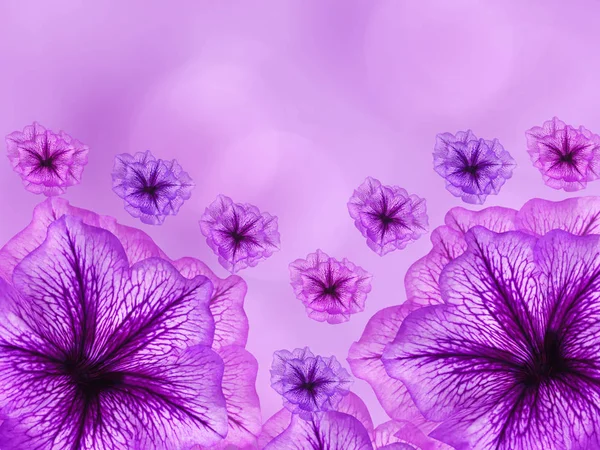 Purple-pink  flowers,  on pink- blurred background .  Closeup.  Bright floral composition, card for the holiday.  collage of flowers. Nature.