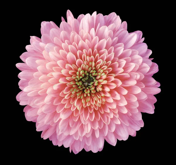 Pink-red- purple flower chrysanthemum, garden flower, black  isolated background with clipping path.  Closeup. no shadows. green centre. Nature.