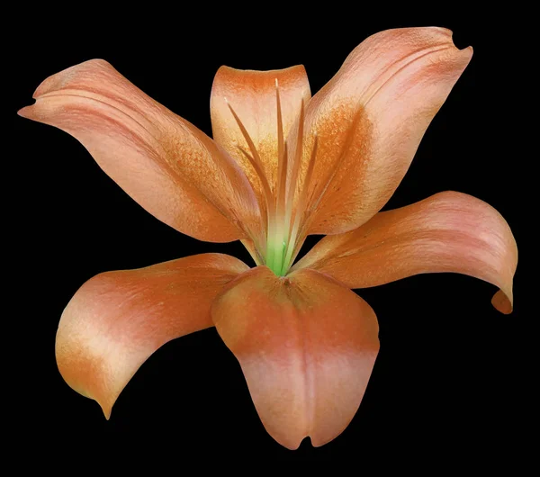 Lily orange flower, isolated  with clipping path, on a black background. beautiful lily, transparent green center. for design. Closeup.