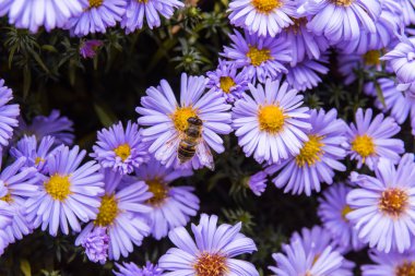 Bal arısı aster üzerinde
