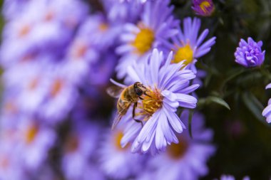 Bal arısı aster üzerinde
