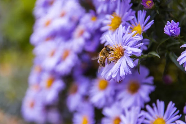 Медовая пчела на даче — стоковое фото