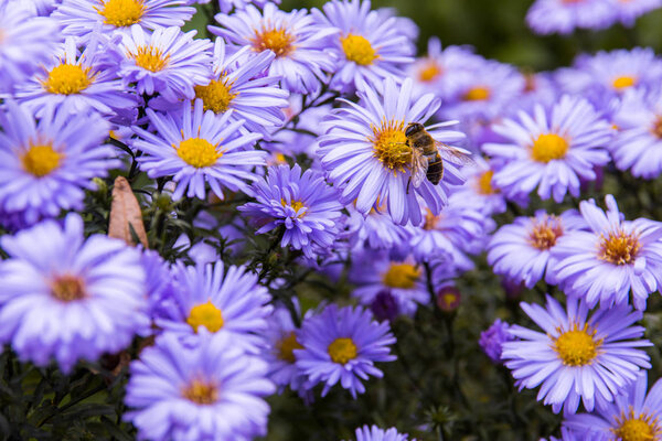 Медовая пчела на даче
