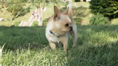 Chihuahua Park