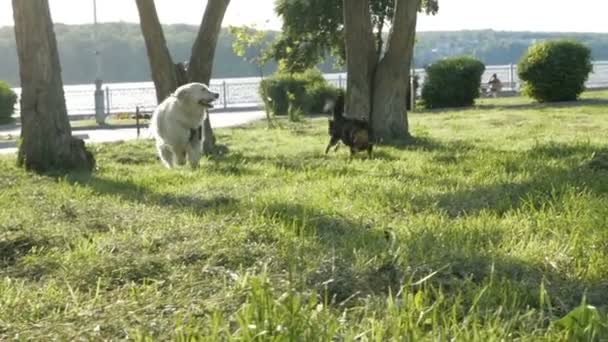 Golden retriever jouer avec chihuahua dans le parc 