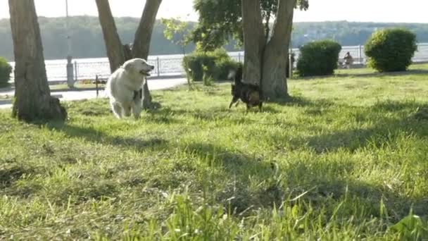 Golden retriever jugar con chihuahua en el parque — Vídeos de Stock