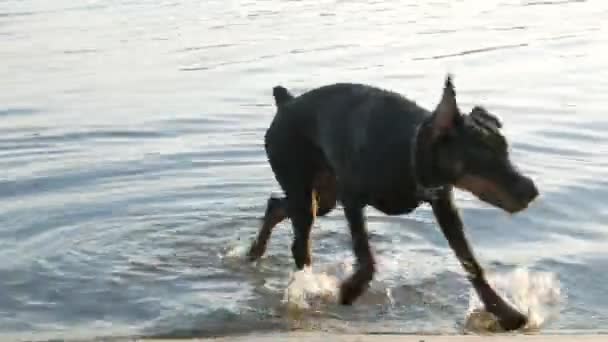 Köpek Doberman çimenlerde oynuyor — Stok video