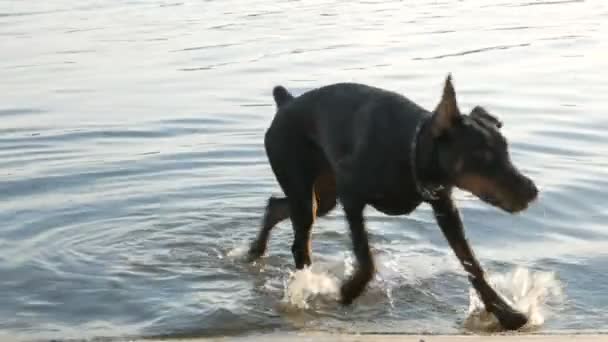 Dog Doberman está brincando na grama — Vídeo de Stock