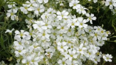 toprak bahar ya da yaz beyaz vahşi çiçekler