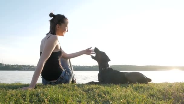 女の子や女性が歩くと夕日の背景に湖の近くの公園でドーベルマン犬と遊ぶ — ストック動画