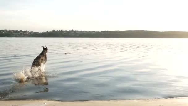 Dog Doberman está brincando na grama — Vídeo de Stock