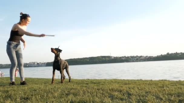 女の子や女性が歩くと夕日の背景に湖の近くの公園でドーベルマン犬と遊ぶ — ストック動画