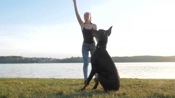 女の子や女性が歩くと夕日の背景に湖の近くの公園でドーベルマン犬と遊ぶ — ストック動画