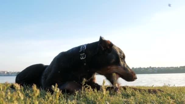 Pies Doberman bawi się na trawie — Wideo stockowe
