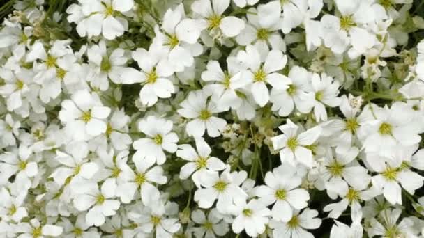 Spring or summer white wild flowers soil — Stock Video