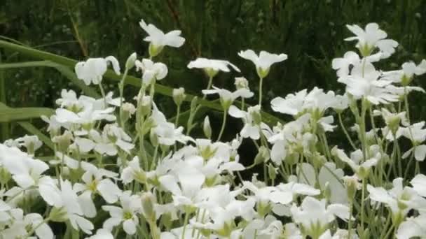 Wiosną lub latem biały dzikie kwiaty gleby — Wideo stockowe