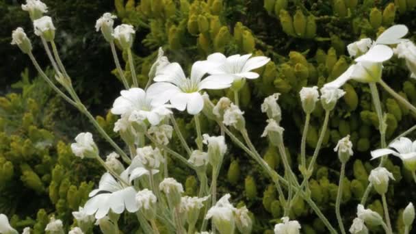 Primavera o estate bianco fiori selvatici terreno — Video Stock