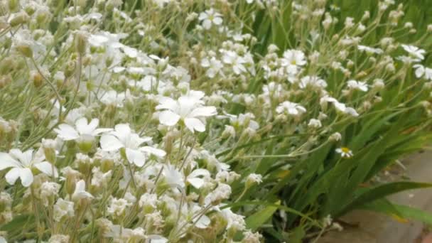 Primavera o verano flores silvestres blancas tierra — Vídeo de stock