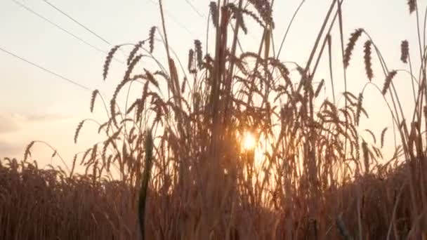 Campo de trigo dourado, grama por do sol. Alimentos orgânicos Fazenda trigo centeio campo maduro colheita verão fundo — Vídeo de Stock