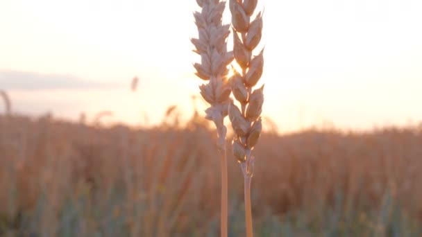 황금 밭, 잔디 일몰입니다. 유기농 식품 농장 밀 호 밀 익은 필드 작물 여름 배경 — 비디오