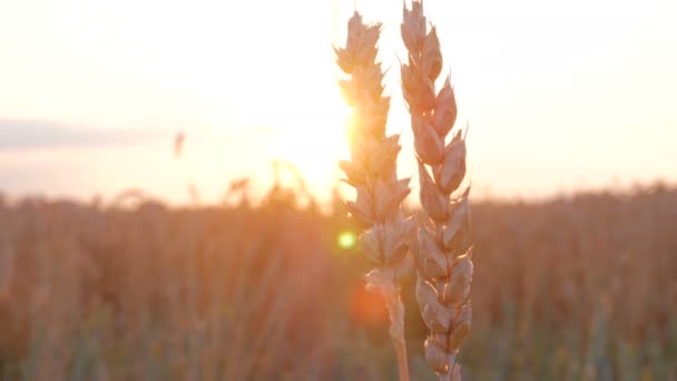 Zlaté pšeničné pole, tráva a západ slunce. Organické potraviny farma pšenice žito zralé pole oříznutí letní pozadí — Stock video