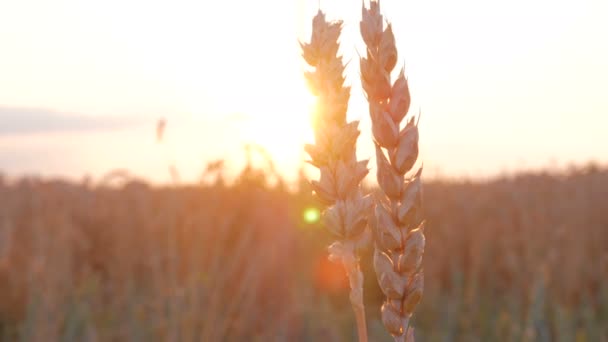 Campo de trigo dorado, puesta de sol de hierba. Alimentación ecológica Granja Trigo Centeno Campo maduro Cultivo Fondo de verano — Vídeo de stock