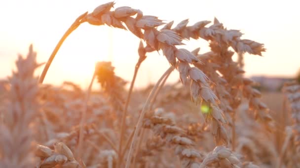 Campo de trigo dorado, puesta de sol de hierba. Alimentación ecológica Granja Trigo Centeno Campo maduro Cultivo Fondo de verano — Vídeo de stock