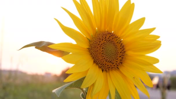 Campo de girasol, primer plano de girasol — Vídeos de Stock