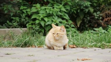 Işık kırmızı kedi evsiz