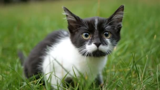 Negro y blanco asustado gato en verde hierba — Vídeo de stock