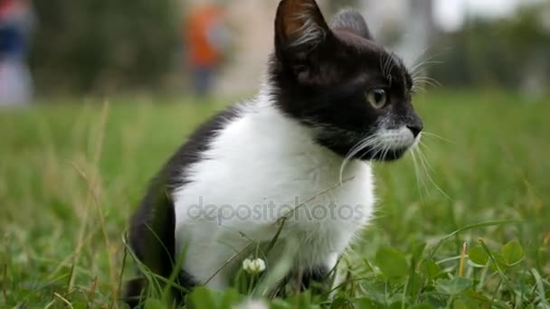 Gato assustado preto e branco na grama verde — Vídeo de Stock