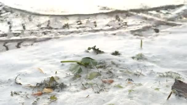 Забруднення води в озері — стокове відео