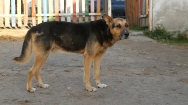 yeraltında yaşayan mutsuz evsiz köpek