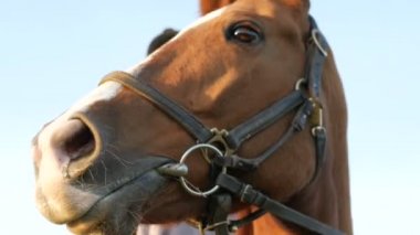 Genç kadın bir binicilik şehir dışında. Atlı spor