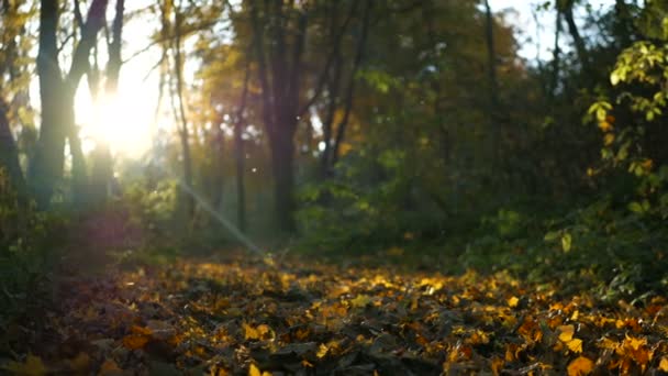 Höstens skog landskap med ljusstrålar varma illumining guld bladverk — Stockvideo