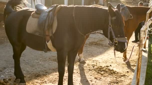 Grupo de caballos — Vídeos de Stock