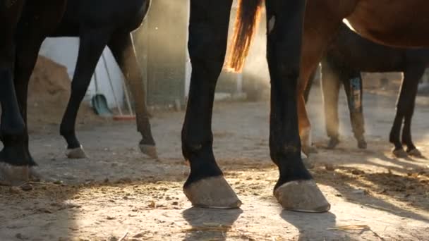 Group of horses, hoof — Stock Video