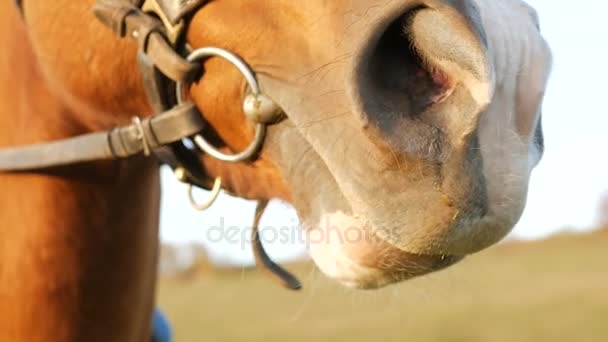 Detalle caballo nariz y fosas nasales — Vídeos de Stock