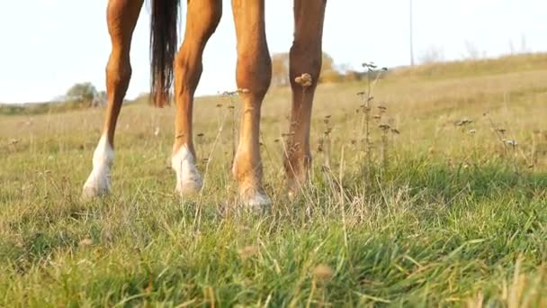 Jovem montada a cavalo no campo. Desporto equestre — Vídeo de Stock