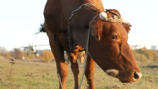Корова на зеленому лузі — стокове відео