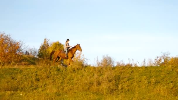 Jovem montada a cavalo no campo. Desporto equestre — Vídeo de Stock