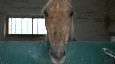 bir ahır ya da bir ahır at