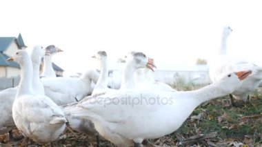 Beyaz aile içi kaz